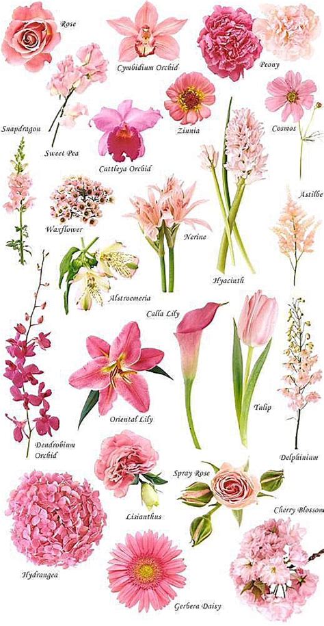 odd flower names